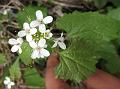 Garlic Mustard